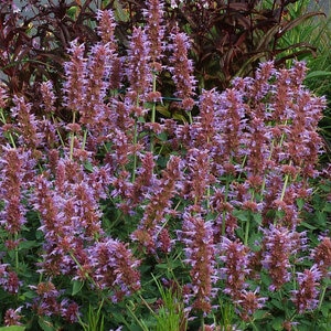 Agastache X Kudos Kudos Silver Blue Hyssop 1 gal. Container