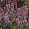 Agastache X Kudos Silver Blue Hyssop