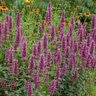 Agastache X Kudos Silver Blue Hyssop