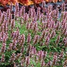 Agastache X Kudos Silver Blue Hyssop