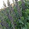 Baptisia X Indigo Spires False Indigo 1 gal. Container