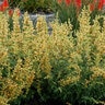 Agastache X Kudos Kudos Yellow Hyssop