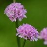Armeria Pseudarmeria Dreameria Sweet Dreams Great Thrift 1 gal. Container