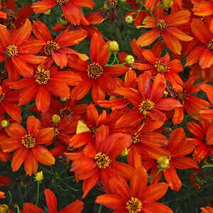 Anacis (Coreopsis) verticillata Sizzle & Spice Crazy Cayenne Threadleaf Tickseed
