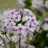 Phlox X Fashionably Early Fashionably Early Lavender Ice Phlox