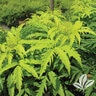 Sambucus Racemosa Morden Golden Glow Elderberry