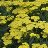 Achillea Millefolium Sassy Summer Lemon Yarrow