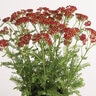 Achillea Millefolium Milly Rock Red Yarrow