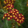 Achillea Millefolium Milly Rock Red Yarrow