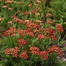 Achillea Millefolium Milly Rock Red Yarrow 1 gal. Container