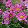 Anemone X Curtain Call Deep Rose Japanese Anemone
