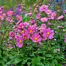 Anemone X Curtain Call Deep Rose Japanese Anemone