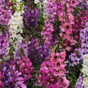 Angelonia Angustifolia Serenita Mix Summer Snapdragon