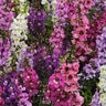 Angelonia Angustifolia Serenita Mix Summer Snapdragon