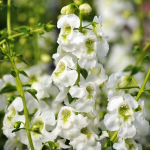 Angelonia Angustifolia Serenita White Summer Snapdragon