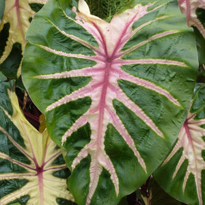 Colocasia Esculenta Royal Hawaiian Waikiki Elephant Ear