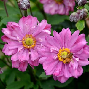 Anemone x Fall in Love Sweetly Proven Winners Japanese Anemone True 1 gal. (3.79 L) Container