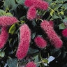 Acalypha Pendula Firetail Chenille Plant