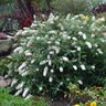 Buddleia Davidii Humdinger Little Angel Butterfly Bush
