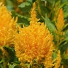 Celosia Plumosa Ice Cream Yellow Cockscomb