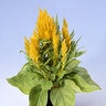 Celosia Plumosa Ice Cream Yellow Cockscomb