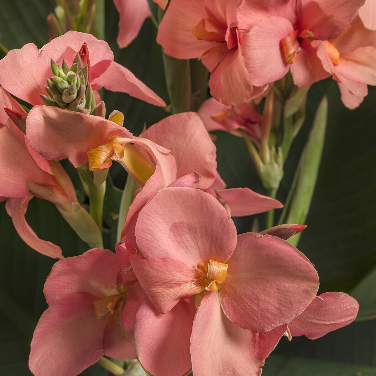 Canna x generalis Toucan Coral Proven Winners Canna Lily | SiteOne US