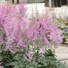 Astilbe Arendsii Nemo Astllbe