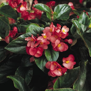 Begonia interspecific Dragon Wing Pink Begonia