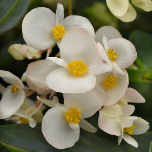 Begonia Interspecific Dragon Wing White Begonia