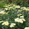 Achillea X Moon Dust Yarrow