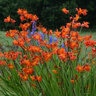 Crocosmia X Prince of Orange Montbretia