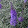 Buddleia X Monarch Blue Knight Butterfly Bush
