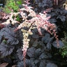 Astilbe Thunbergii Chocolate Shogun Astilbe
