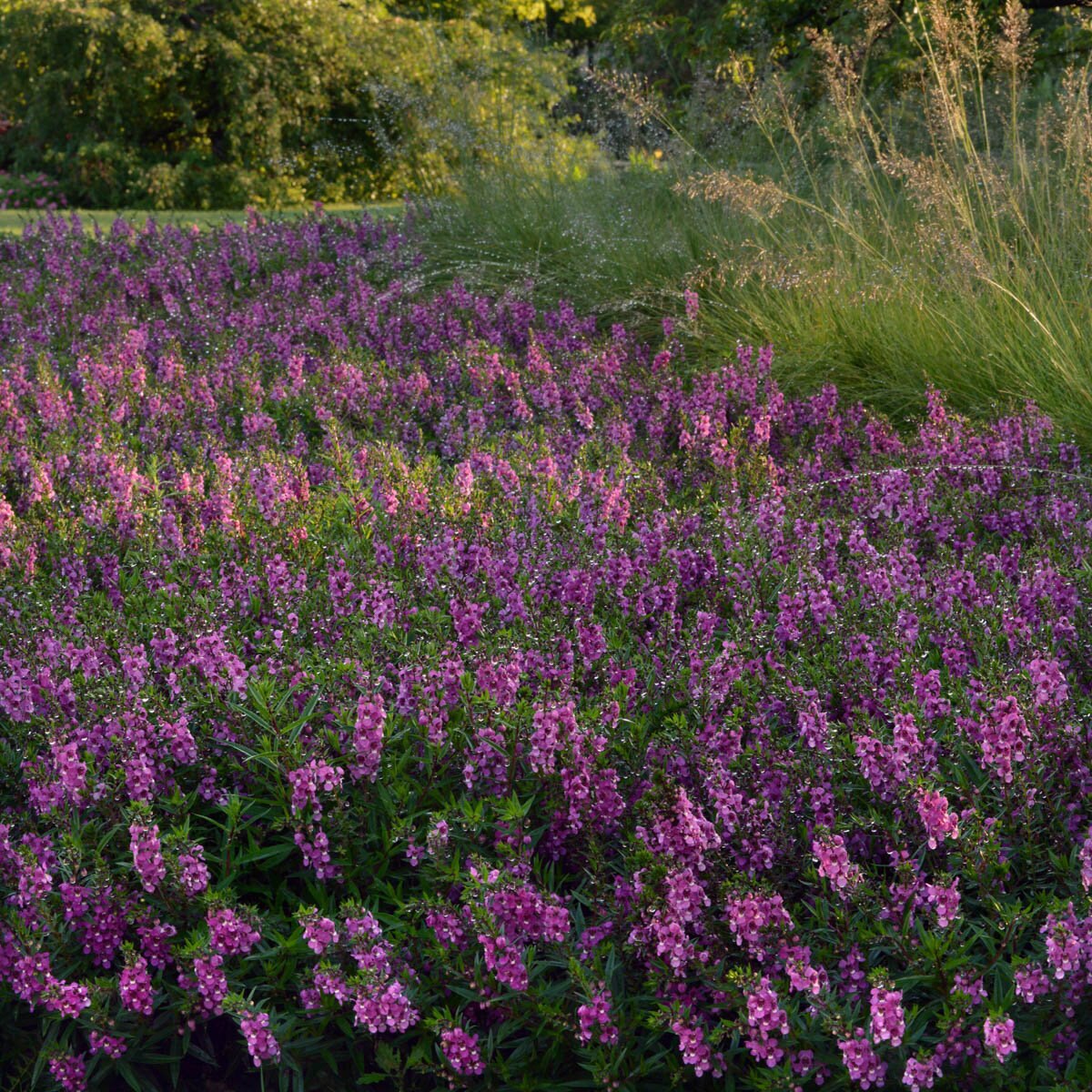 Angelonia Angustifolia Serenita Raspberry Summer Snapdragon | SiteOne US