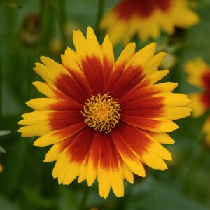 Coreopsis x Uptick Gold & Bronze Tickseed