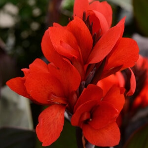 Canna X Generalis Cannova Bronze Scarlet Canna Lily