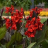 Canna X Generalis Cannova Bronze Scarlet Canna Lily 8 in. Container