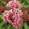 Asclepias Incarnata Cinderella Swamp Milkweed