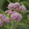 Asclepias Incarnata Cinderella Swamp Milkweed