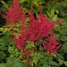 Astilbe X Younique Carmine Astilbe