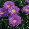 Aster Novi-Belgii Magic Purple Aster