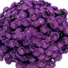Aster Novi-Belgii Magic Purple Aster