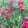 Nerium Oleander Little Red Oleander
