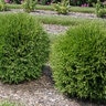 Thuja Occidentalis Planet Earth Arborvitae