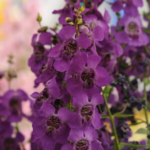 Angelonia Angustifolia Archangel Dark Purple Summer Snapdragon
