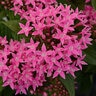 Pentas Lanceolata Lucky Star Deep Pink Egyptian Star Flower