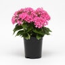 Pentas Lanceolata Lucky Star Deep Pink Egyptian Star Flower