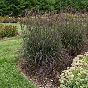 Andropogon Gerardii Blackhawks Big Bluestem