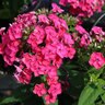 Phlox Paniculata Ka-Pow Pink Tall Phlox