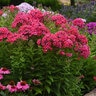 Phlox Paniculata Ka-Pow Pink Tall Phlox